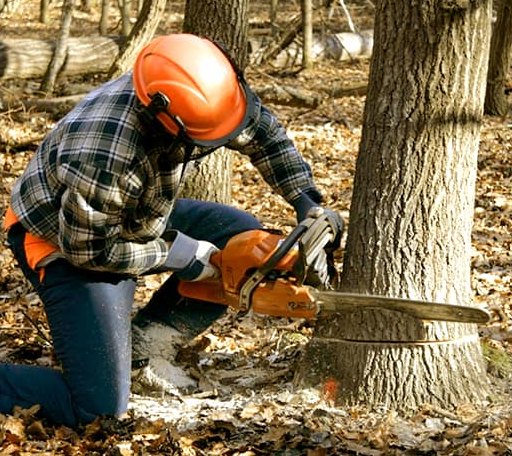 Tree Removal in Iuka, MS